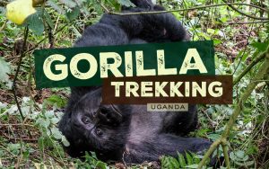 Uganda Adventure Safaris - Gorilla Safaris in Uganda